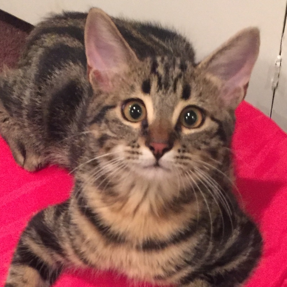 Meet your Posher, Itzel